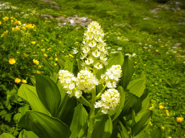 コバイケイソウ花