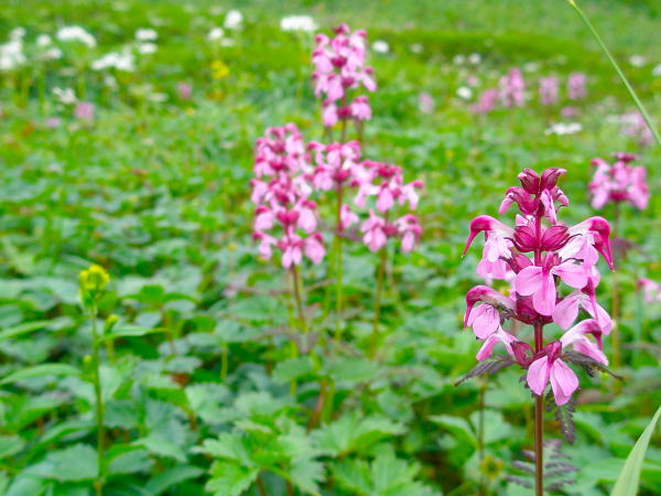 ヨツバシオガマ花