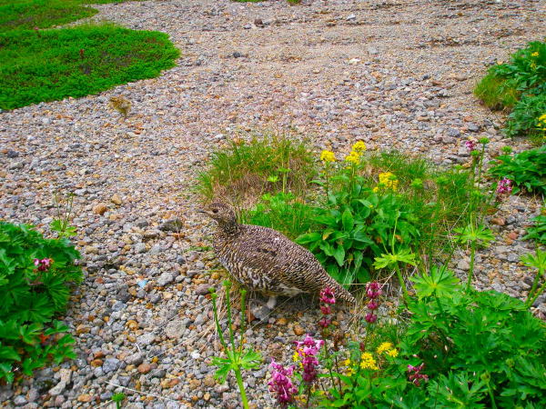 ライチョウ親子