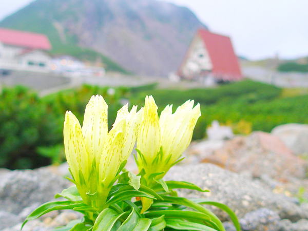 トウヤクリンドウ花