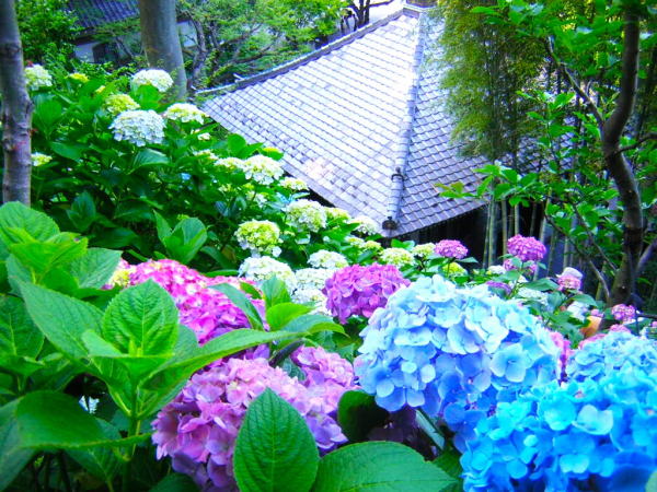 ���q���J���A�W�T�C�ԉ摜