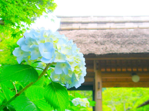 ���c���A�W�T�C��