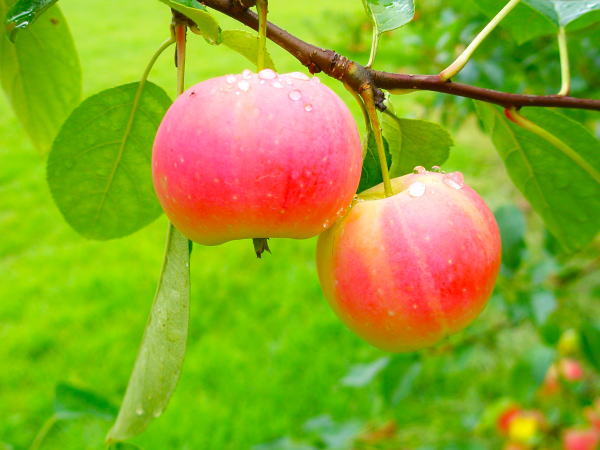 �H�����S����