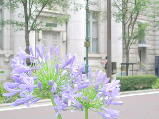 日本大通アガパンサスの花