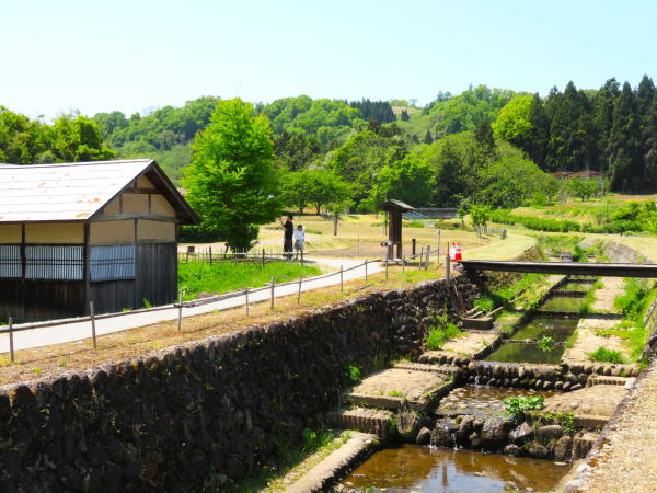 紅花資料館ベニバナ畑