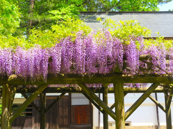 紅花資料館フジ花