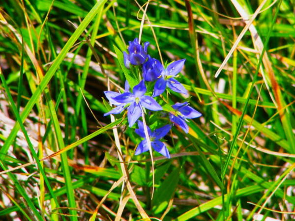 �`�V�}�Z���u���ԉ摜