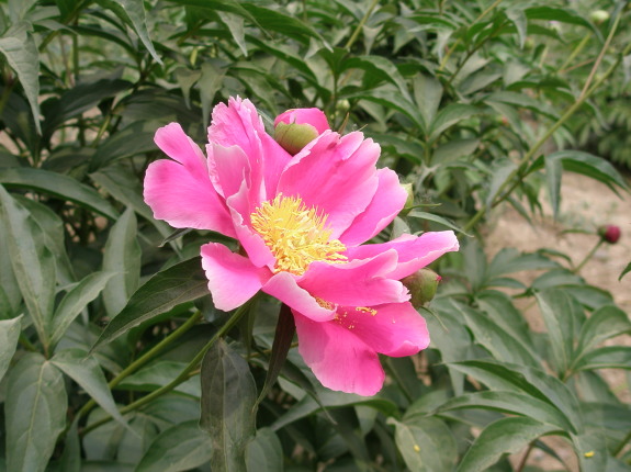 円明園牡丹の花