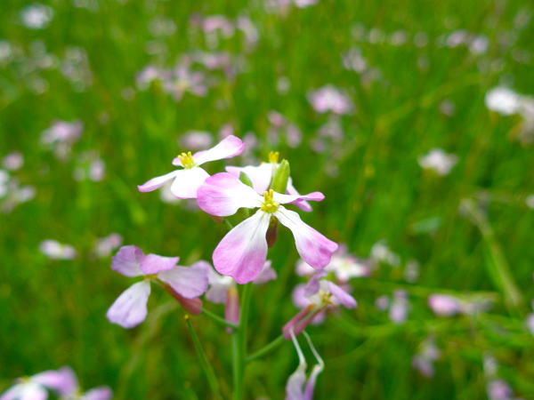 父母ヶ浜ハマダイコン花