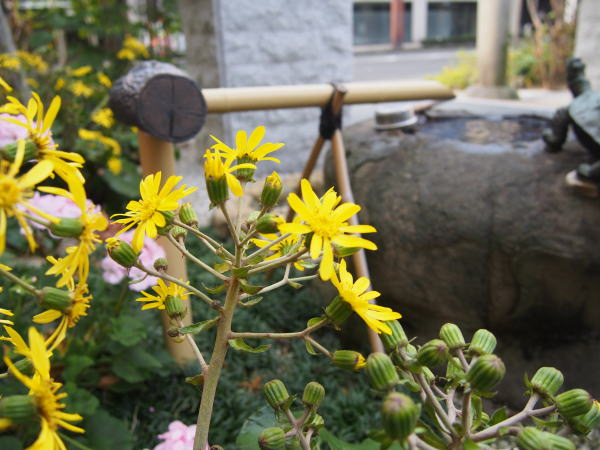 手水亀井水神社