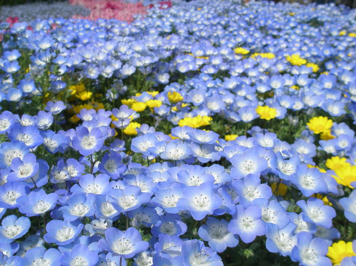 青色の花画像