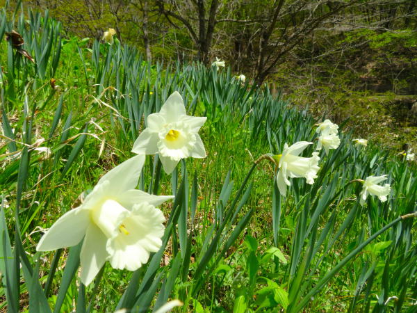 御所湖畔ラッパスイセン花