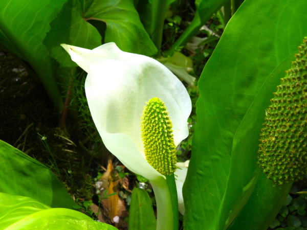 御所湖畔ミズバショウ花