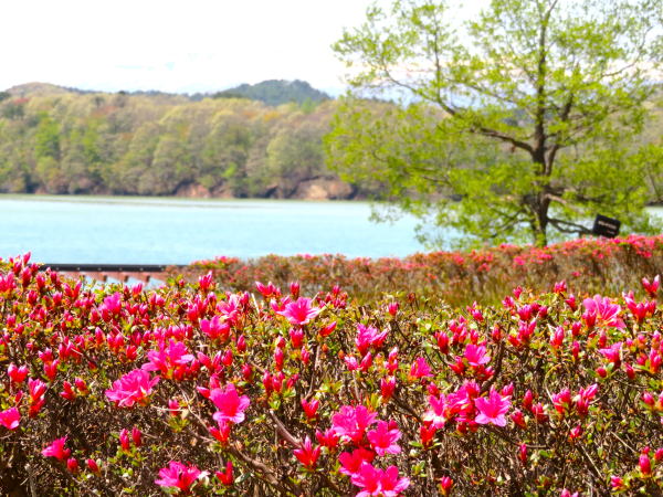 御所湖畔に咲くツツジ花