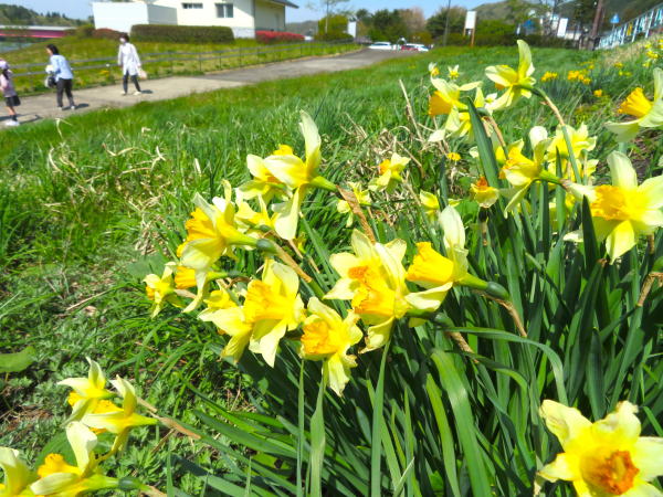 御所湖畔に咲くラッパスイセン