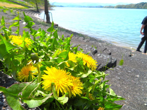 御所湖畔タンポポ花