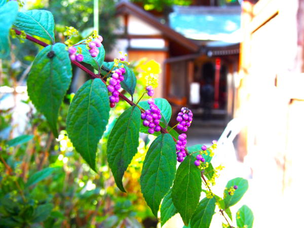 �O���������T�L�V�L�u��