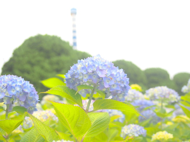 八景島アジサイ花画像