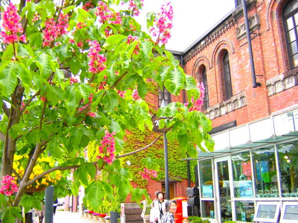 函館ベイエリアベニバナトチノキ花画像