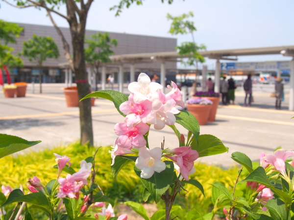 函館駅前に咲くハコネウツギ花画像