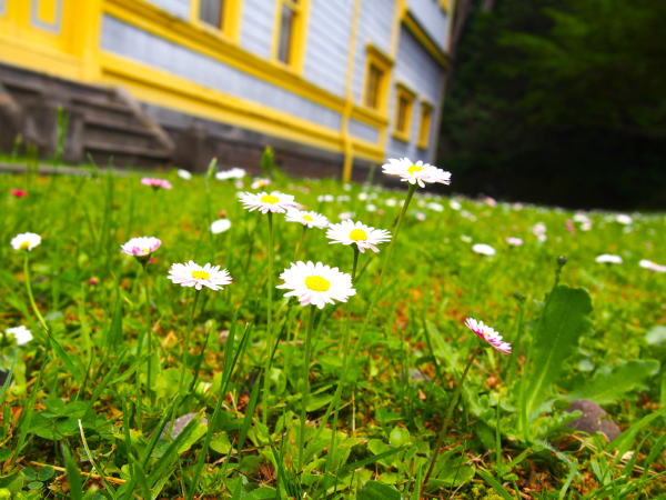 旧函館公会堂ヒナギク花