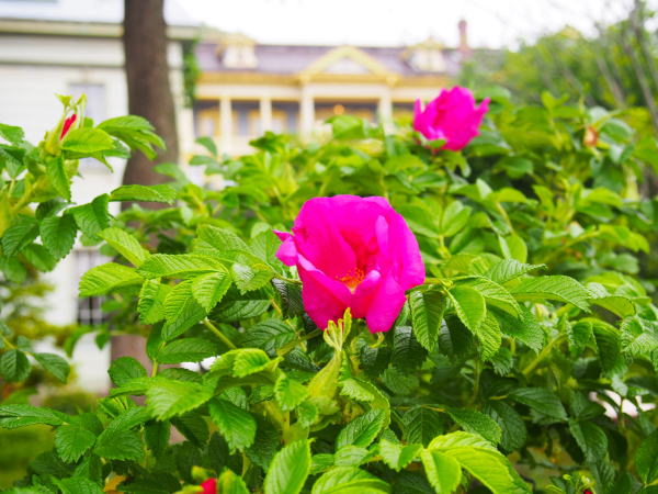 旧函館公会堂ハマナス花