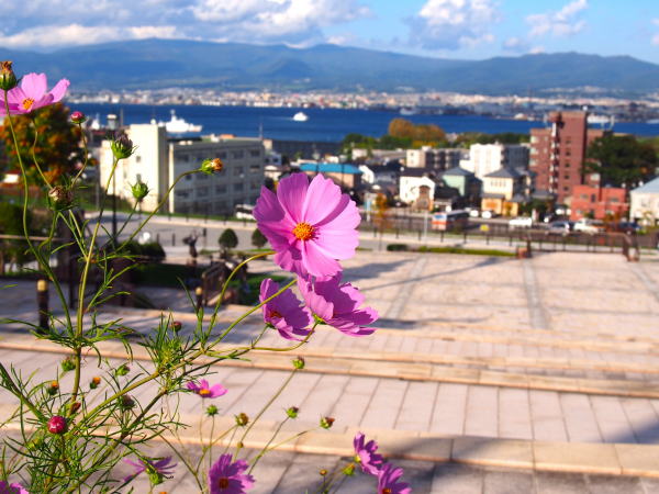 旧函館公会堂コスモス花
