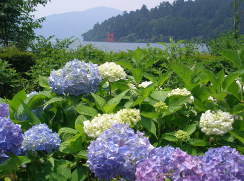 恩賜箱根公園アジサイの花