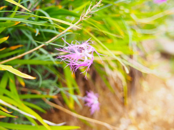 �^�J�l�i�f�V�R�Ԏʐ^