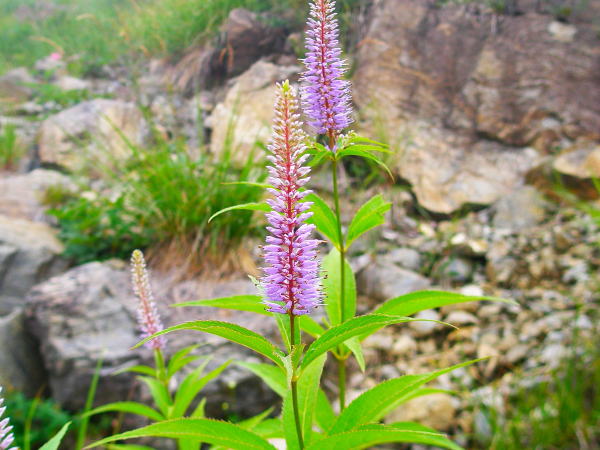 �����r�N�K�C�\�E��