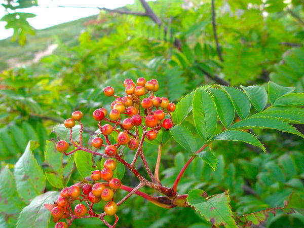 �����r�i�i�J�}�h