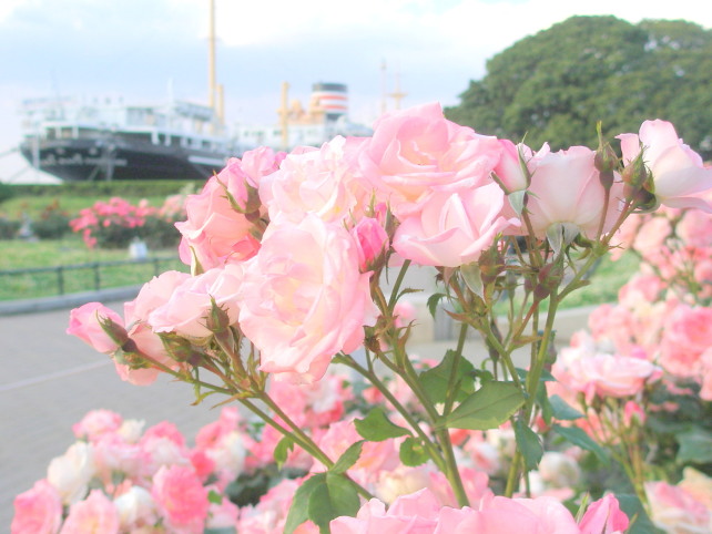 氷川丸とバラ花写真