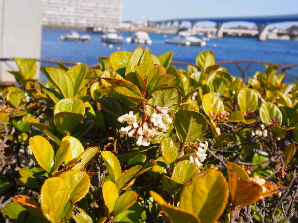 �����p�ɍ炭�S���W���̉�