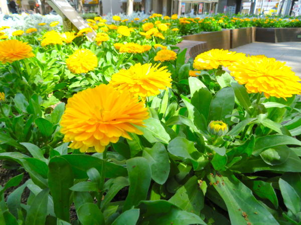 広瀬川キンセンカ花