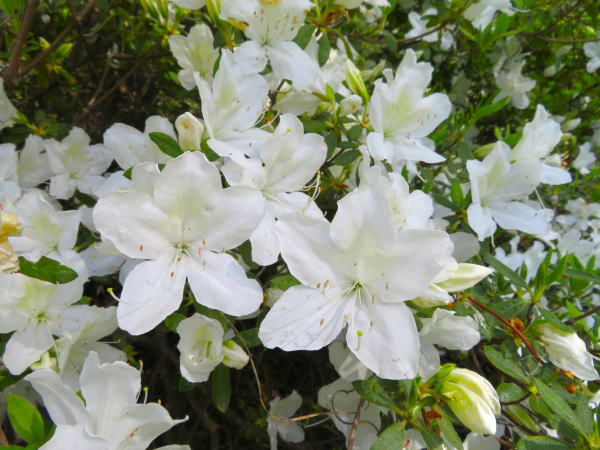 広瀬川ツツジ花