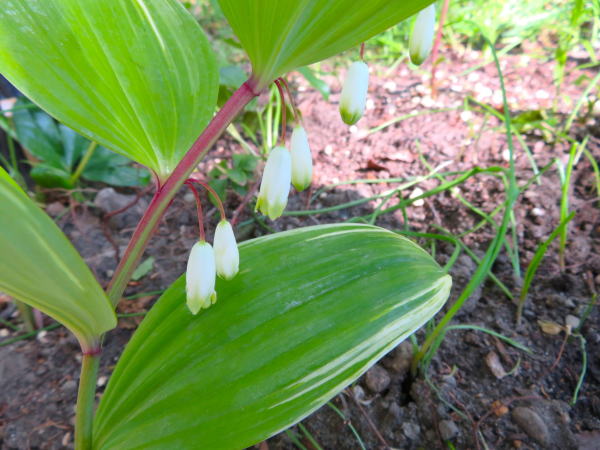 広瀬川アマドコロ花