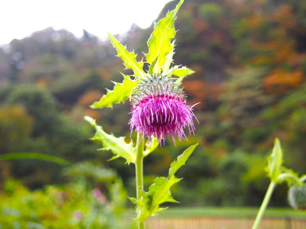 広瀬川アザミ花