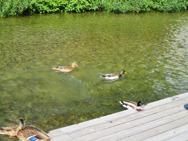 京都一本橋カモ