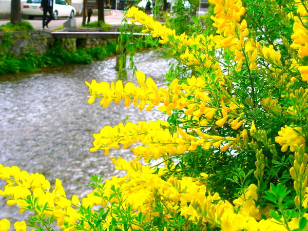 京都一本橋エニシダ花
