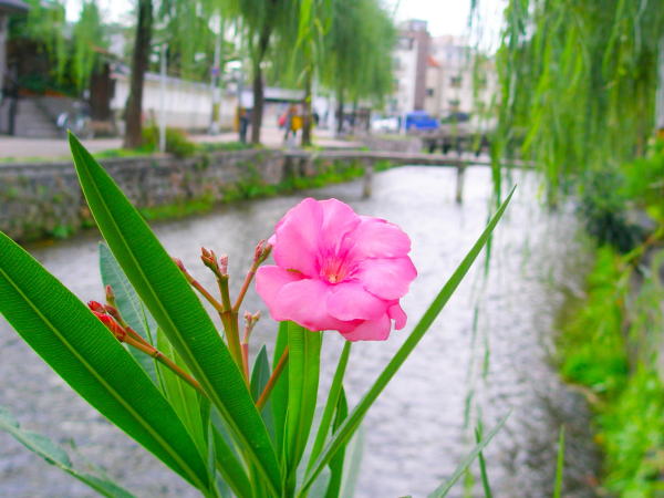 京都一本橋キョウチクトウ花