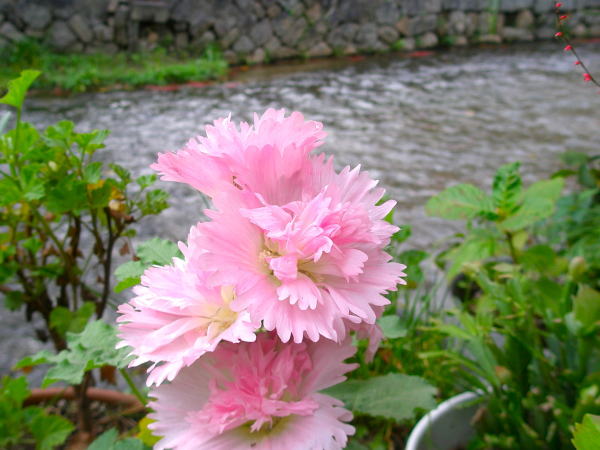 京都一本橋タチアオイ花