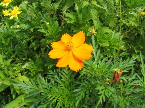 キバナコスモスの花写真