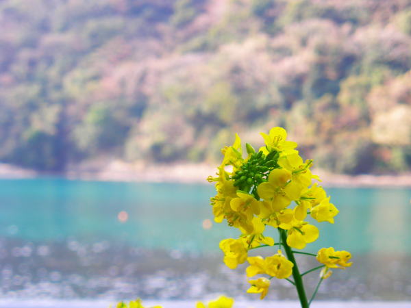 伊豆の海菜の花