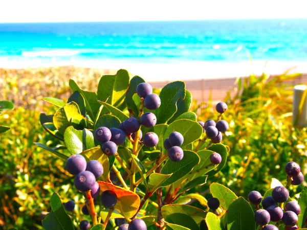 伊豆の海シャリンバイ実