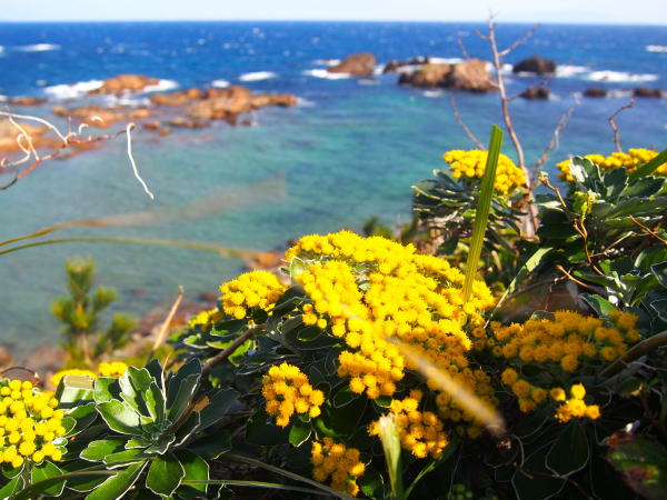 伊豆の海爪木崎