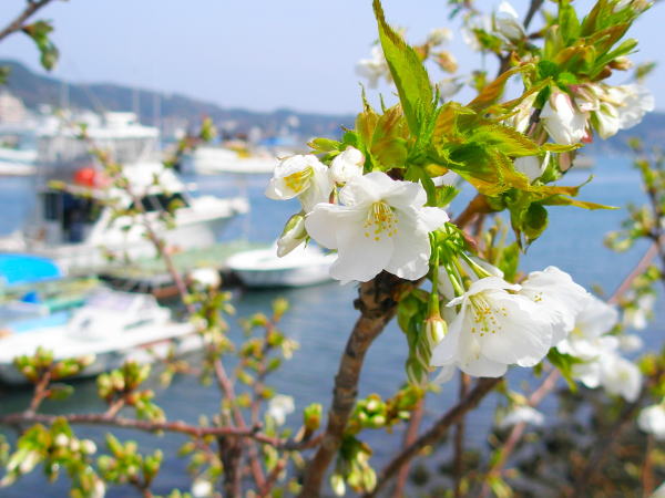 伊豆の海オオシマザクラ花