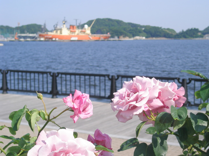 三浦半島バラ花画像