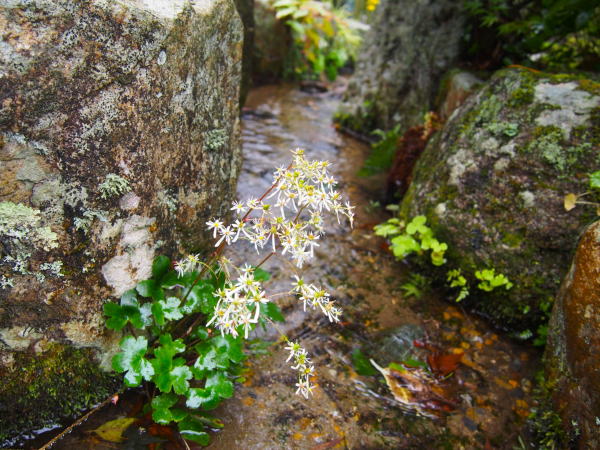 実光院ダイモンジソウ花