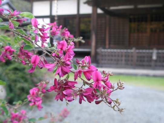 浄光明寺　萩の花　写真