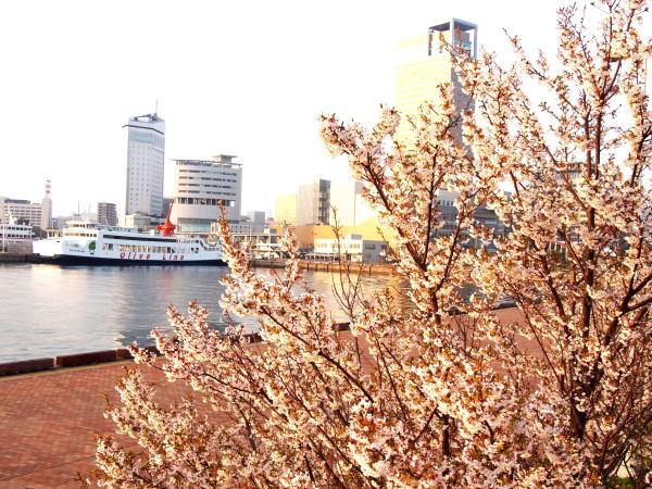 �����`�ƃT�N����